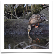 Bird (Who's lookin' at you!) - June Bannister